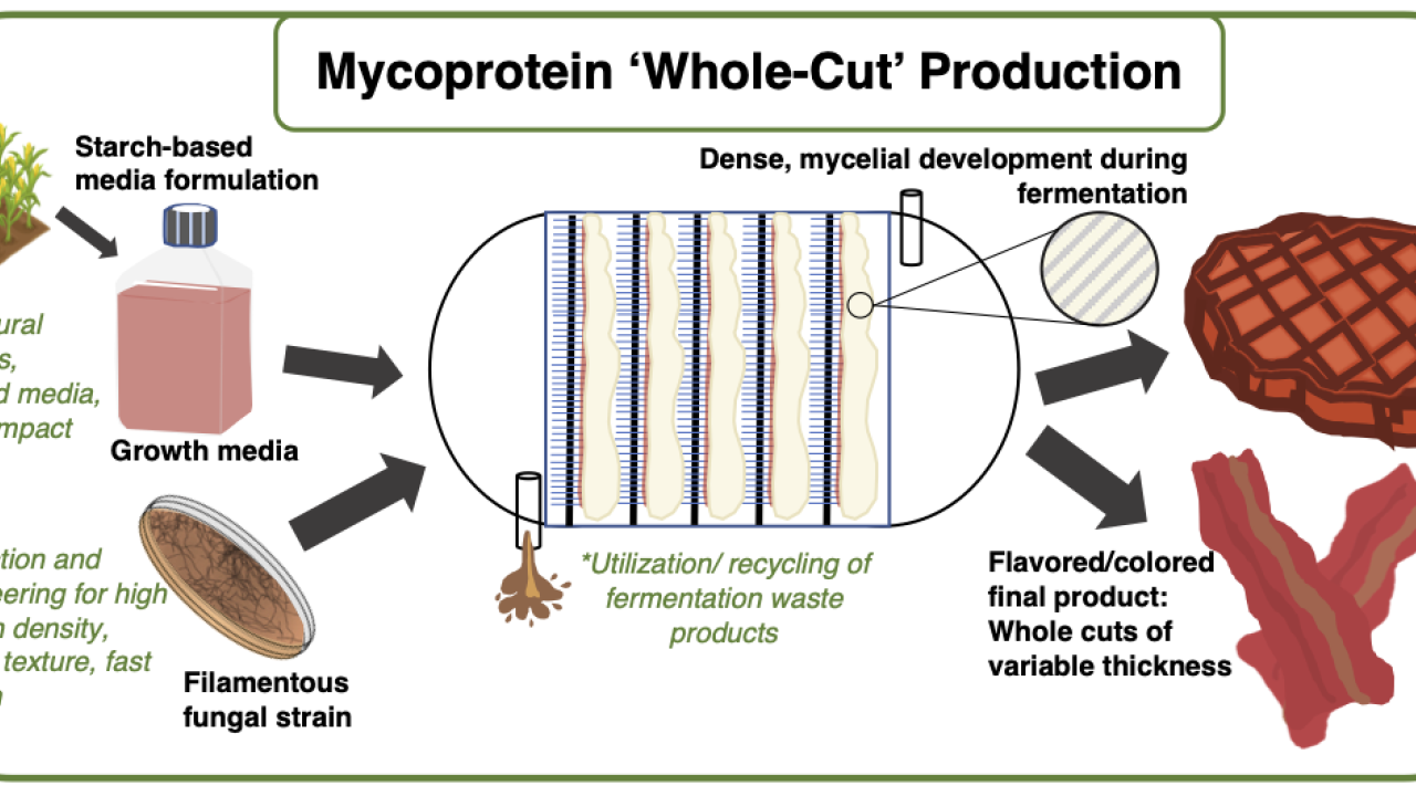 Mycelium-Based Protein: The Fungi Revolution